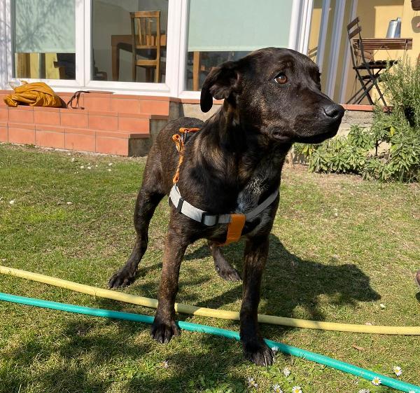 Lucky, Cucciolotto Futura Taglia Media